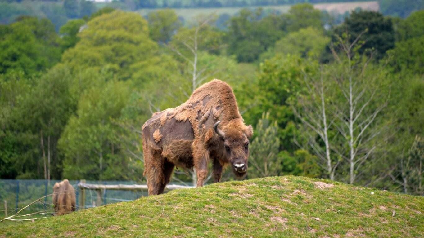 Bison at Fota Wildlife Park