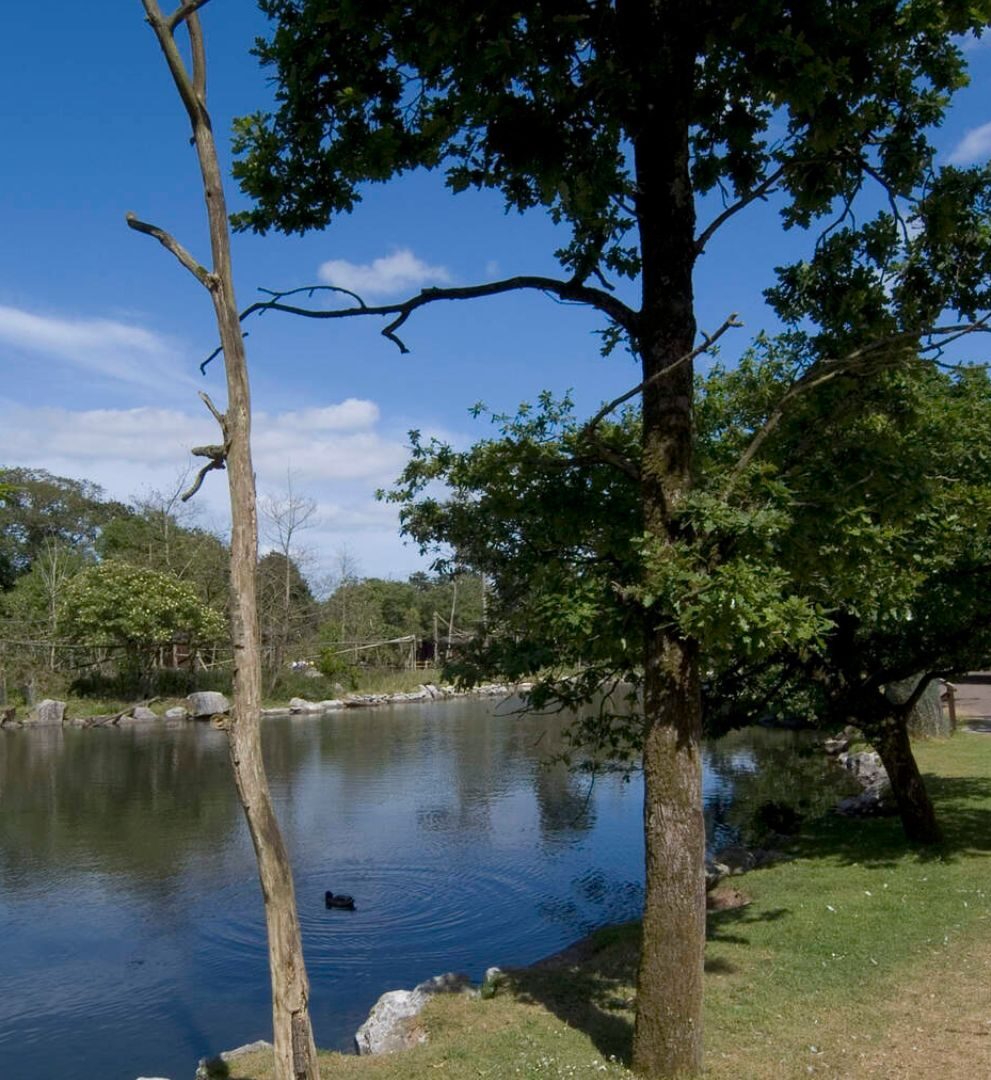 Hotels Near Fota Wildlife Park Great National Hotel Cork